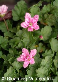 Erodium x variabile 'Flore Pleno'